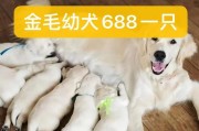 如何为金毛幼犬提供健康的饮食（金毛幼犬日常饮食需求及注意事项）
