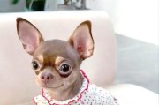 小型犬好打理好养指南（小型犬适合忙碌生活的理由）