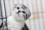 探讨折耳猫的五大缺点（揭秘可爱的折耳猫独特的弱点与不适）