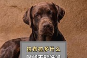 拉布拉多的配对时机与注意事项（了解拉布拉多犬种特点，科学选择配对时机）