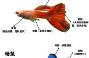 孔雀鱼的性别分化及其影响（探索孔雀鱼性别分化的时间和性别比例变化情况）