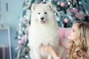 以萨摩耶成犬吃什么狗粮好？