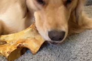 宠物犬种比牛还大的奇特现象（探索世界上最大型的宠物犬种——爱尔兰狼犬）