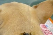 幼犬驱虫的最佳时机（了解幼犬驱虫的时间表，守护它们的健康）