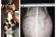 猫咪怀孕的基本表现及关注事项（了解猫咪怀孕的迹象，为健康繁殖提供支持）