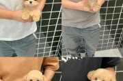 泰迪犬疫苗注射时间和注意事项（保护泰迪犬健康，合理安排疫苗注射）