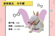 德国牧羊犬训练教程（如何训练德国牧羊犬成为忠实而服从的伙伴）