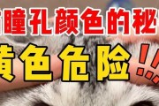 猫咪的“眼睛颜色”与性格之关联（揭开猫咪性格的迷雾——从眼睛颜色说起）