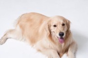 金毛犬（探索金毛犬的优点和魅力，解密喜爱它们的原因）
