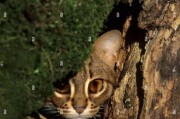 斯里兰卡的锈斑豹猫（探索斯里兰卡特有物种——锈斑豹猫的生活与保护）