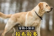 拉布拉多降价的原因是什么？（探讨导致拉布拉多价格下降的因素和趋势）