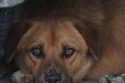 狗狗患上狂犬病的症状（了解狗狗患上狂犬病的常见症状及预防措施）