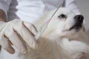 狗狗疫苗保护宠物健康（全面了解狗狗疫苗接种计划）