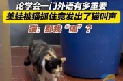 猫语解读（如何准确读懂猫的叫声？）