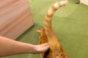 为什么不能拍猫屁股？（探讨猫屁股拍摄的影响和不适之处）