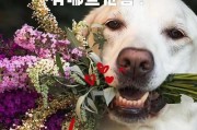 贵宾站立走路训练的重要性（让你的贵宾迈向健康和快乐的步伐）