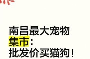 市场价对比（以7种常见“宠物猫”为例，探讨市场价的波动及购买技巧）