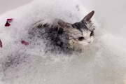 怎样让猫咪爱上洗澡？（轻松搞定洗澡恐惧症）