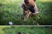 最优秀的警犬——德国牧羊犬（德国牧羊犬的训练和应用领域）