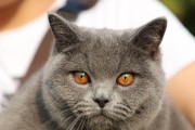 蓝猫的味蕾探索（揭秘蓝猫的美食选择）