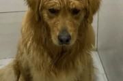 幼犬反抗主人摸摸的原因分析（揭秘幼犬不喜欢被摸摸的心理和行为特点）