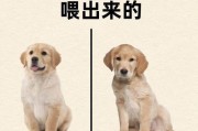 金毛犬的适宜跑步时间及注意事项（为你的金毛宠物制定科学合理的跑步计划，保持健康快乐！）