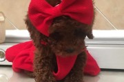 贵宾犬两个月大的养护要点（关爱贵宾宝宝，健康成长的秘诀）