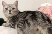 起司猫是什么品种？（揭秘起司猫的起源和特征）