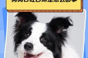狗狗为什么会突然吐出白色泡沫？（探究狗狗吐白沫的原因和应对方法）