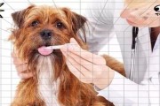 狗狗年纪增长引发的常见疾病困扰（老年犬疾病的预防和治疗方法）