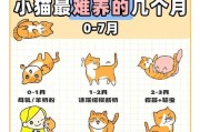 小猫出生后多久排便？（探寻小猫宝宝的排便习惯）