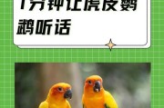 如何训练一只听话的鹦鹉（培养鹦鹉良好行为的关键技巧）