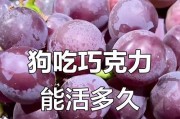 狗狗吃了巧克力雪糕的“隐形杀手”（巧克力中的可可碱对狗狗有致命危险）