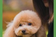 泰迪幼犬的睁眼时间及特点（了解泰迪幼犬的视觉发育过程）