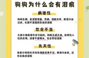 揭秘狗狗眼屎、泪痕多的各种原因！（了解狗狗眼屎、泪痕的成因，关爱宠物健康。）