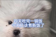 博美犬疫苗接种全攻略（保护你的宠物免受疾病威胁）