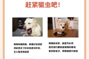 狗打虫与预防，为宠物健康护航（狗打虫的正确时间和方法，）