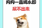 为什么狗狗一直喝水？（探究狗狗频繁饮水的原因及应对方法）