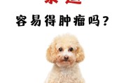 泰迪犬的寿命及影响因素（探索泰迪犬的预期寿命及延长寿命的方法）