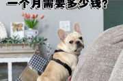 探讨纯种法国斗牛犬价格的决定因素（了解法斗价格背后的关键因素及其特征）