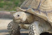 探索陆龟的奇妙世界（从常见龟类到神秘生物，揭开陆龟的谜团）