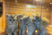 幼猫多久可以抱走？（了解最佳抱走时机，关注猫咪健康成长）