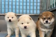 养一只白柴的优点与乐趣（白柴——忠诚、友善与活泼的理想宠物伴侣）
