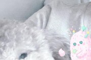为什么宠物总是哭？如何缓解宠物泪痕？（了解宠物哭泣的原因，掌握缓解泪痕的方法）