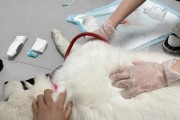 了解萨摩犬的重要注意事项（关爱你的萨摩犬，让它过上健康快乐的生活）