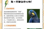 金刚鹦鹉——体型多样化的翅膀上的绚烂（探索金刚鹦鹉多样的体型和特征，揭秘其独特的魅力）