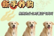 狗狗晚上的长时间叫声如何解决？（探索狗狗夜晚叫声的原因与有效的解决方法）
