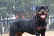 以马犬生仔的注意事项（了解繁殖前后的关键信息，为以马犬的生育过程做好准备）