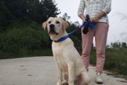 拉布拉多成长历程（揭秘拉布拉多几个月长成大狗的神奇过程）