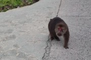 猴子的种类及其特点（探索猴子种类的多样性及其独特特征）